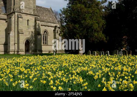 Narzissen in St. Leonard`s Churchyard, Charlecote, Warwickshire, England, Vereinigtes Königreich Stockfoto